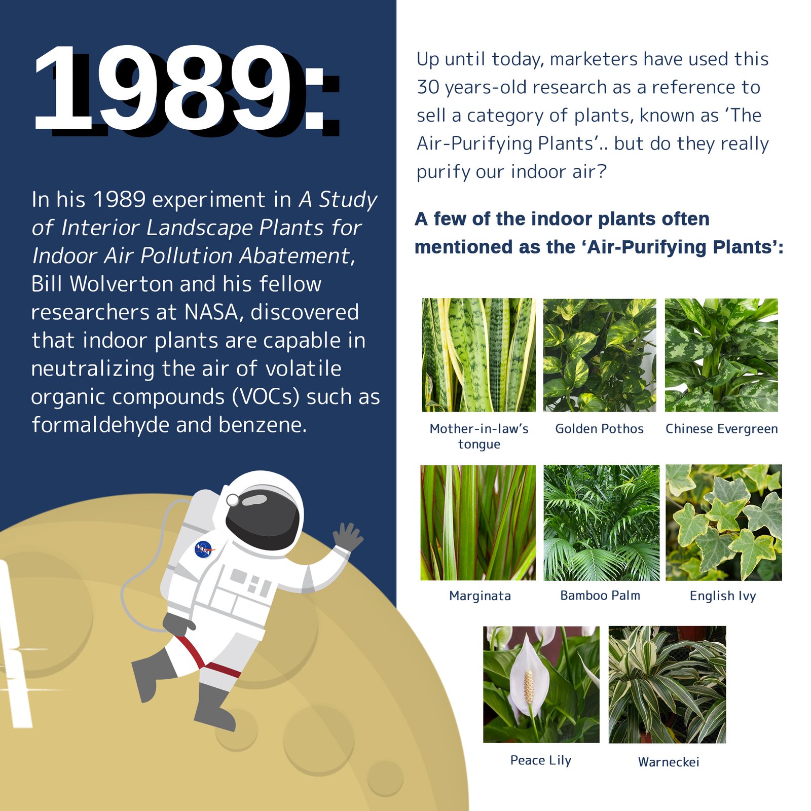 Do 'air-purifying plants' actually purify air?