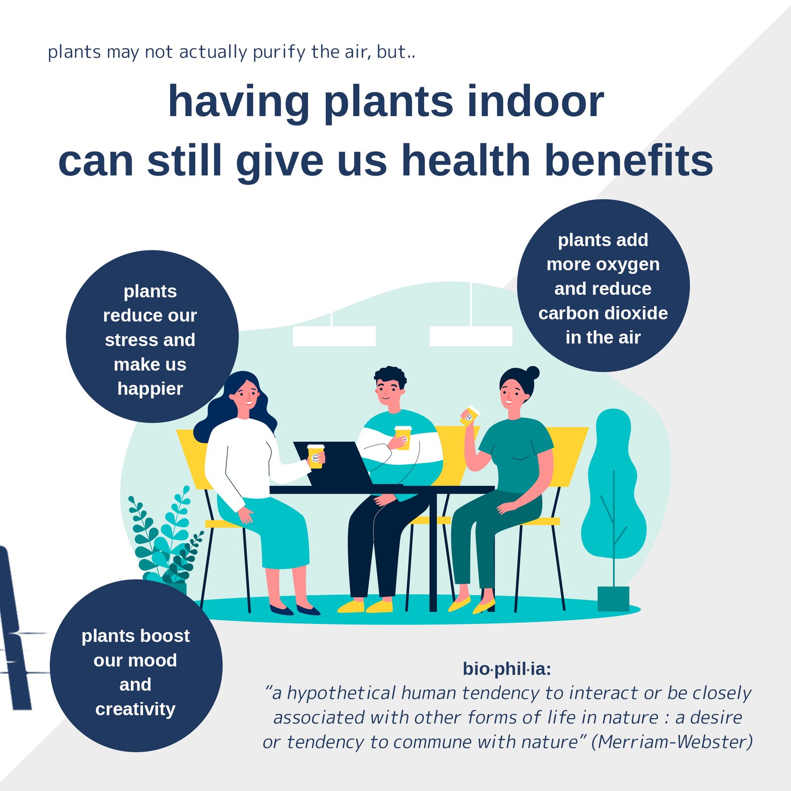 Do 'air-purifying plants' actually purify air?
