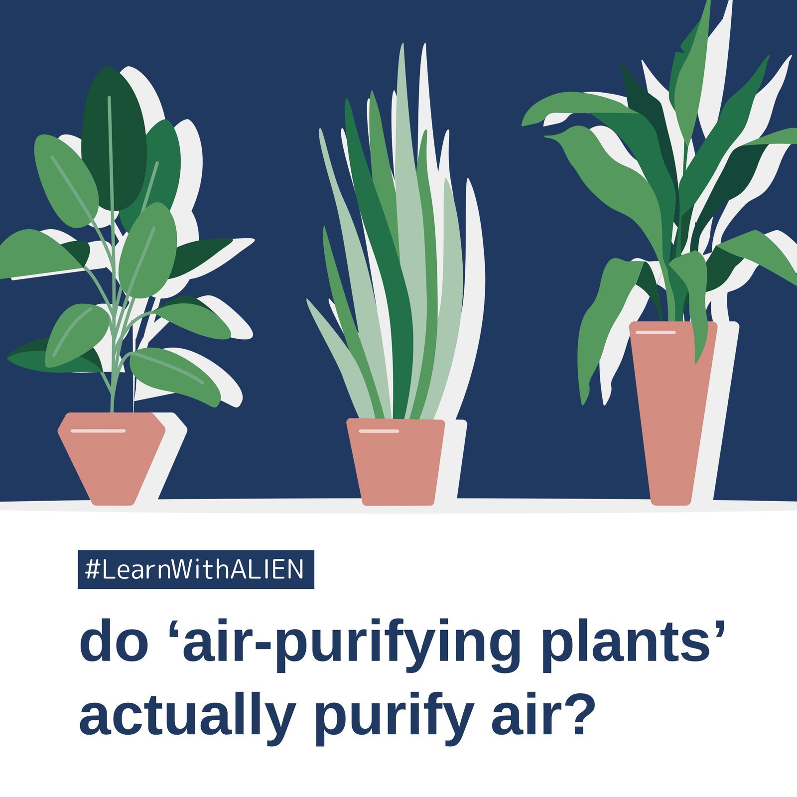 Do ‘air-purifying plants’ actually purify air?