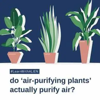 Do 'air-purifying plants' actually purify air?